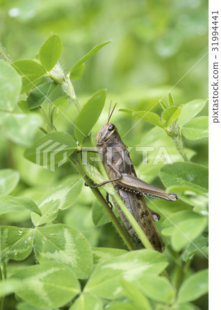 Patanga japonica 31994441