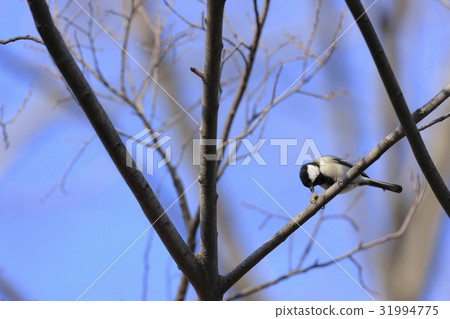 Tits eating caterpillars 31994775