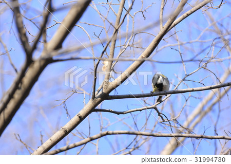Tits eating caterpillars 31994780