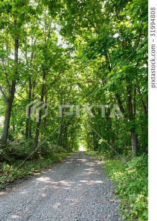 A gravel road wrapped in green A gravel road wrapped in green 31994808
