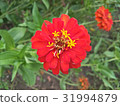 Zinnias seem especially 31994879