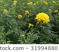 Marigold Yellow Flower 31994880