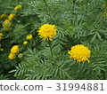 Marigold Yellow Flower 31994881