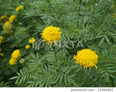 Marigold Yellow Flower 31994881