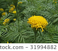 Marigold Yellow Flower 31994882