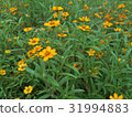Marigold Yellow Flower 31994883