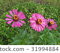 Zinnias seem especially 31994884