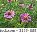 Zinnias seem especially 31994885