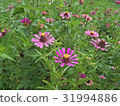 Zinnias seem especially 31994886
