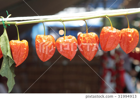 面頰城市的王冠 31994913