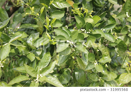 Mandarin orange flowers Mandarin orange flowers 31995568