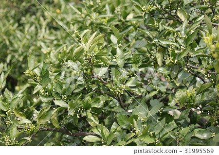 Mandarin orange flowers 31995569