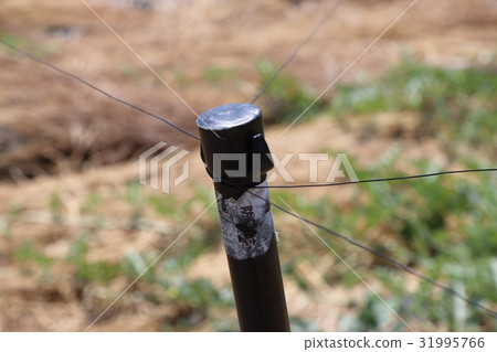 Fishing line avoiding birds in watermelon field Fishing line avoiding birds in watermelon field 31995766