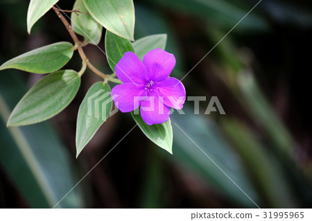 Shikonno按鈕 Shikonno按鈕 31995965