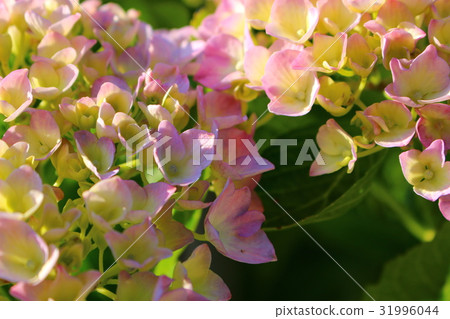  hydrangea 31996044