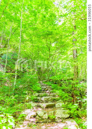 三福山登山路(Tominaga / Beech路)的風景 三福山登山路(Tominaga / Beech路)的風景 31996055