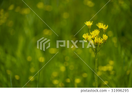 Sawao Gurga Sawao Gurga 31996295