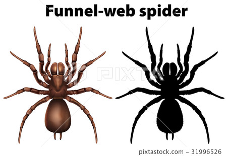 Funnel web spider in silhouette and colored 31996526