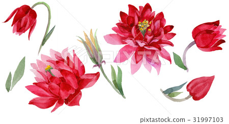 Wildflower Aquilegia flower in a watercolor style Wildflower Aquilegia flower in a watercolor style 31997103