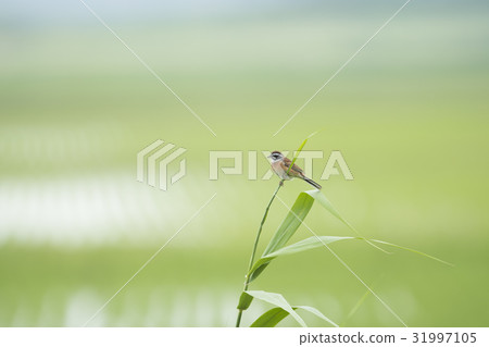 White male (cheek white) White male (cheek white) 31997105