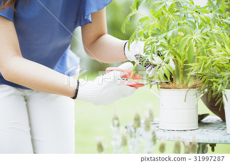 園藝形象20的女性 31997287