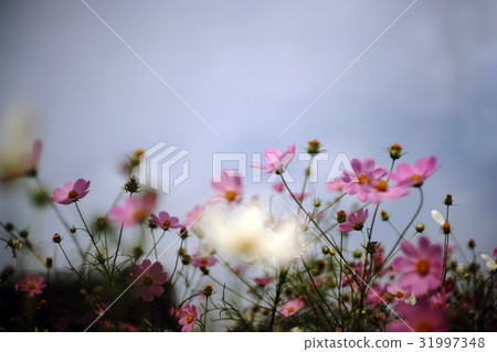 盛開的宇宙 盛開的宇宙 31997348