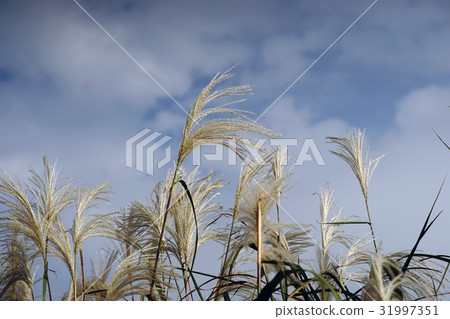 芒草 芒草 31997351