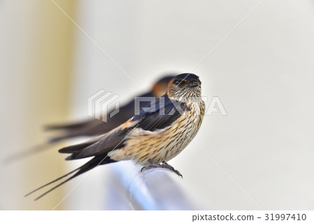 [野鳥]紅耳燕子留在扶手上 31997410