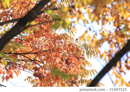 秋天的樹葉 秋天的樹葉 31997525