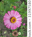 Zinnias seem especially 31997580