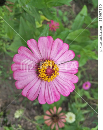 Zinnias seem especially 31997580