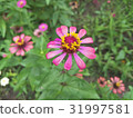 Zinnias seem especially 31997581