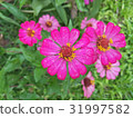 Zinnias seem especially 31997582