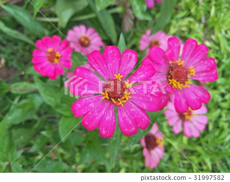 Zinnias seem especially Zinnias seem especially 31997582