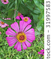 Zinnias seem especially 31997583