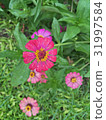 Zinnias seem especially 31997584