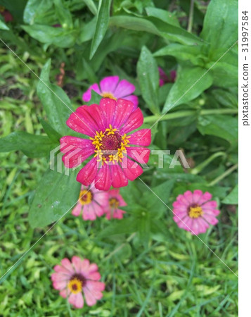 Zinnias seem especially 31997584