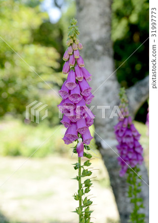 洋地黃 洋地黃 31997773