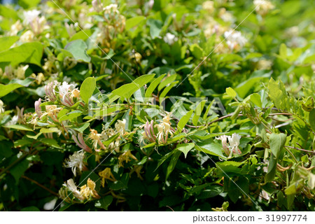 Honeysuckle Honeysuckle 31997774