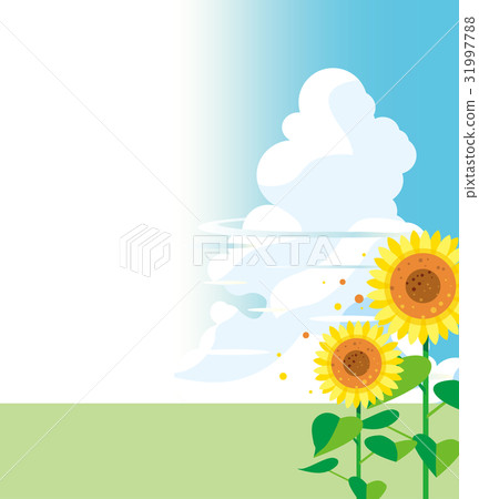 Sunflower and blue sky 31997788
