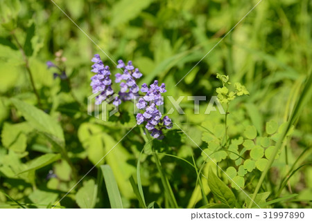 黃芩 黃芩 31997890