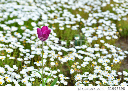 Yokosuka · Kurihama flower country 31997898