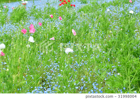 Yokosuka · Kurihama flower country 31998004