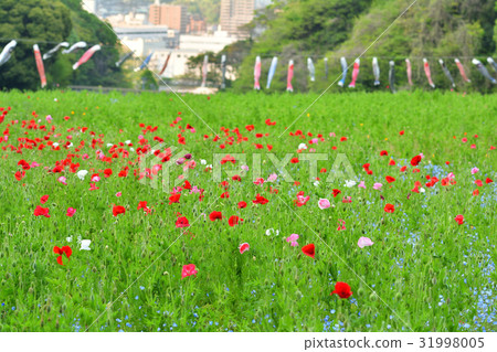 Yokosuka · Kurihama flower country 31998005