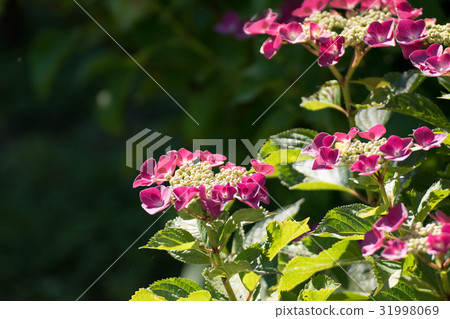 繡球花每天閃耀,托夫 繡球花每天閃耀,托夫 31998069