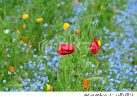 橫須賀·久里濱花國 31998071