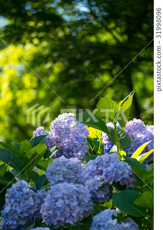 一組柔和的彩色繡球花在雨季清澈透明 一組柔和的彩色繡球花在雨季清澈透明 31998096