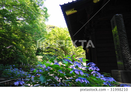 六月鎌倉418繡球在Myojoji 31998210