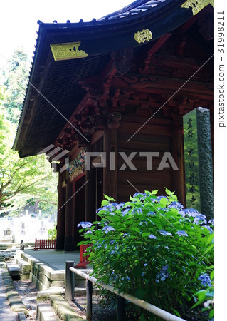 六月鎌倉419在Myojoji的繡球花 31998211