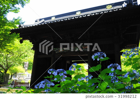 六月鎌倉420繡球在Myoji寺 31998212